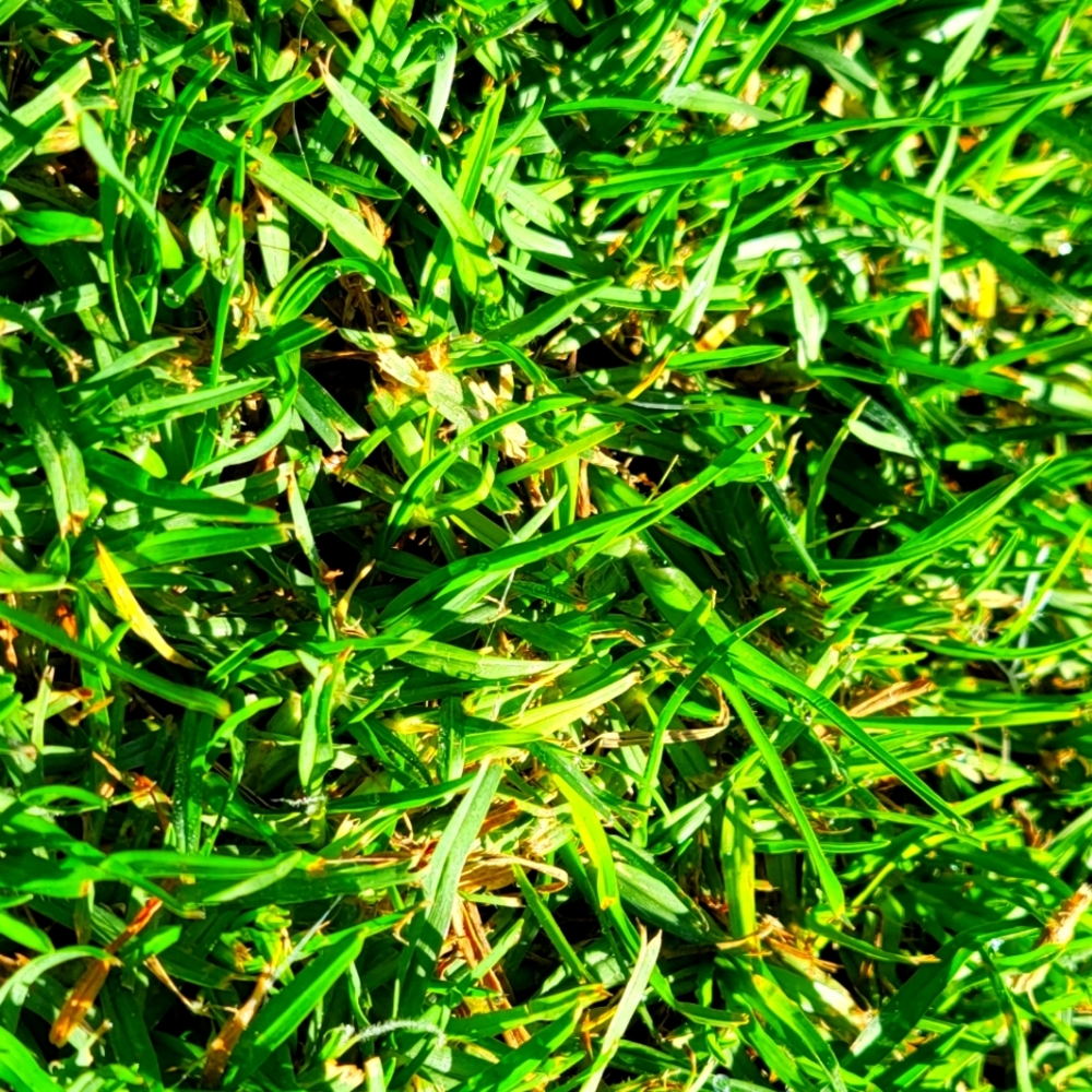 Meet your Posher, Bellastone